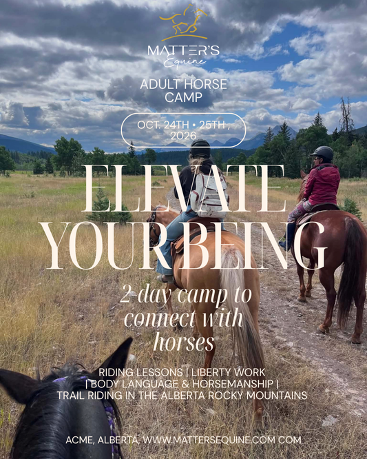 Adult horse camp - Elevate your being